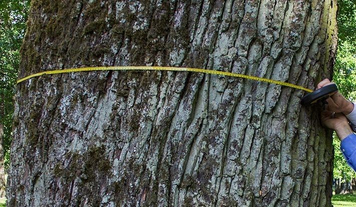 Latvijā reģistrēti 15 579 dižkoki, visvairāk – diži ozoli, priedes un liepas