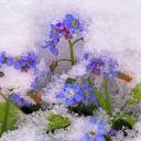 Attēls rakstam: Latvijā sācies meteoroloģiskais pavasaris