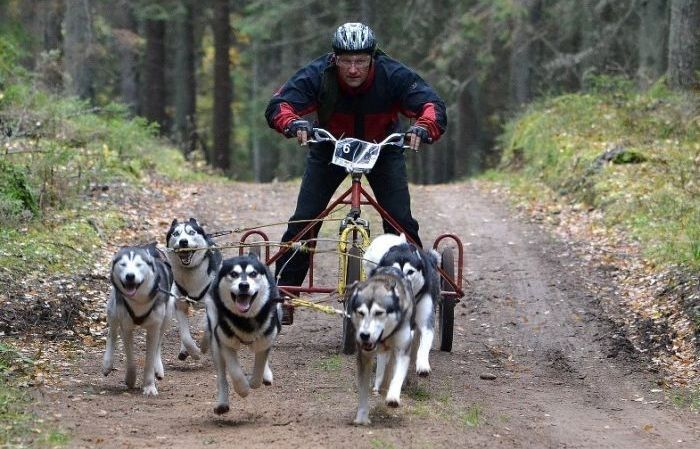 Latvijai atkārtoti piešķirts Pasaules kausa posms kamanu suņu sportā, tas norisināsies Carnikavā