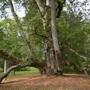 Attēls rakstam: Latvijai līdz šim labākais sasniegums: Elku liepa starp augstāk novērtētajiem kokiem Eiropā