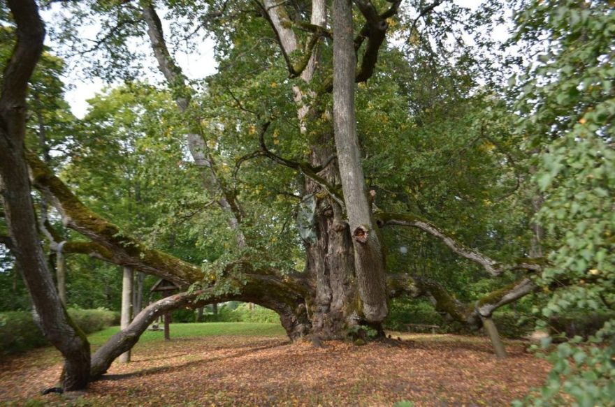 Latvijai līdz šim labākais sasniegums: Elku liepa starp augstāk novērtētajiem kokiem Eiropā
