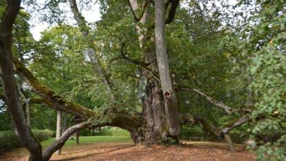 Attēls rakstam: Latvijai līdz šim labākais sasniegums: Elku liepa starp augstāk novērtētajiem kokiem Eiropā