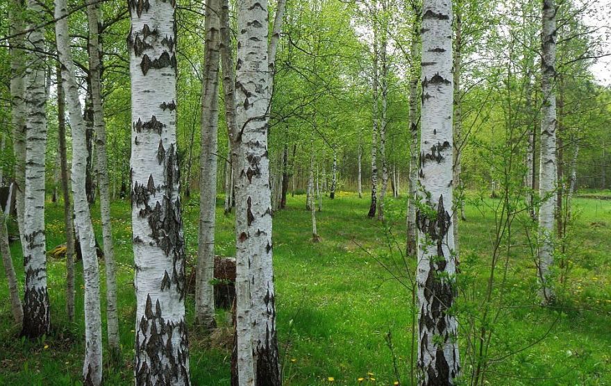 Latvijas iedzīvotāji uz Jāņiem valsts mežos drīkst iegūt līdz piecām bērzu meijām
