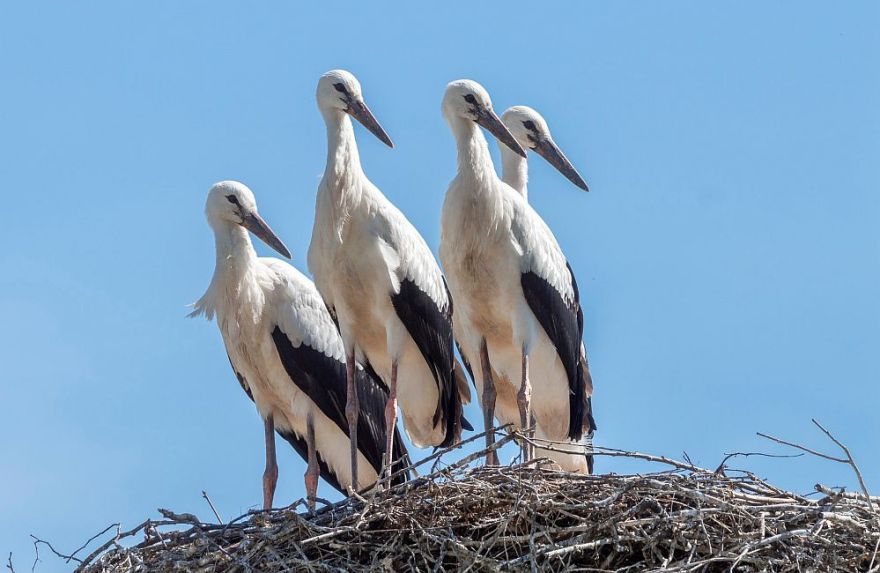 Latvijas Ornitoloģijas biedrība aicina uz Putnu dienu pasākumiem