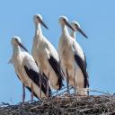 Attēls rakstam: Latvijas Ornitoloģijas biedrība aicina uz Putnu dienu pasākumiem