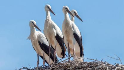 Attēls rakstam: Latvijas Ornitoloģijas biedrība aicina uz Putnu dienu pasākumiem
