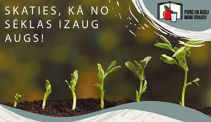 Latvijas pirmsskolas izglītības iestādes saņems zirņu stādu kastu komplektus