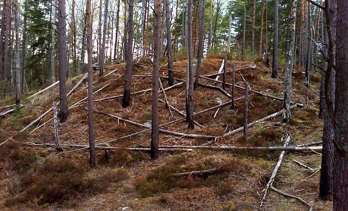 "Latvijas valsts meži" pagājušo gadu noslēdza ar 333,191 miljona eiro apgrozījumu