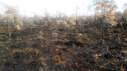 Attēls rakstam: Latvijas valsts mežos aprīlī dzēsti 37 meža ugunsgrēki