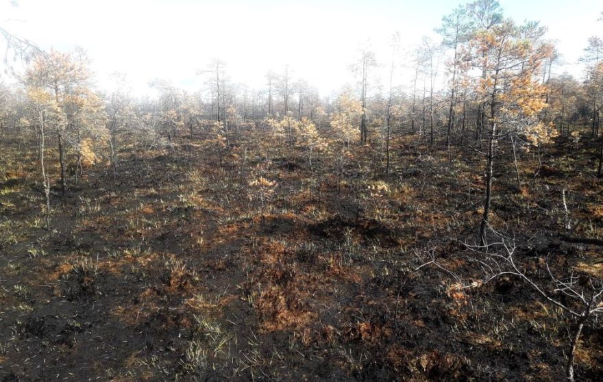 Latvijas valsts mežos aprīlī dzēsti 37 meža ugunsgrēki