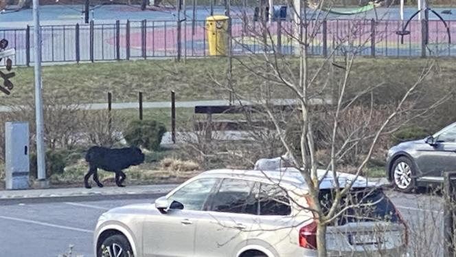 Attēls rakstam: “Līdz nāvei saplosīja…” Jaunmārupē divi suņi nežēlīgi uzbrukuši korgijam