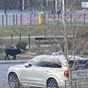 Attēls rakstam: “Līdz nāvei saplosīja…” Jaunmārupē divi suņi nežēlīgi uzbrukuši korgijam