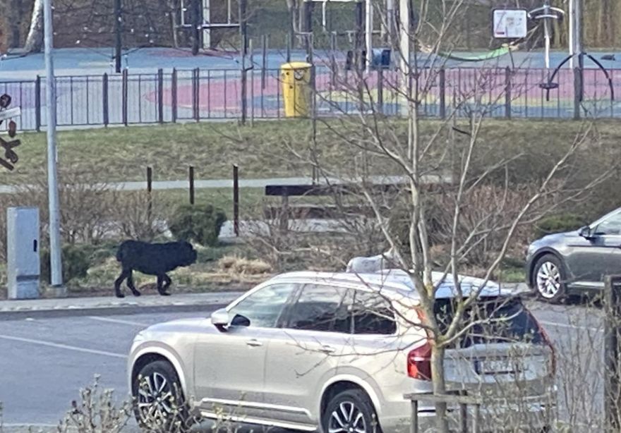 “Līdz nāvei saplosīja…” Jaunmārupē divi suņi nežēlīgi uzbrukuši korgijam