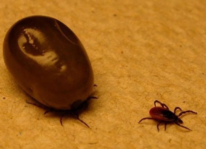 Liela interese par bezmaksas encefalīta potēm