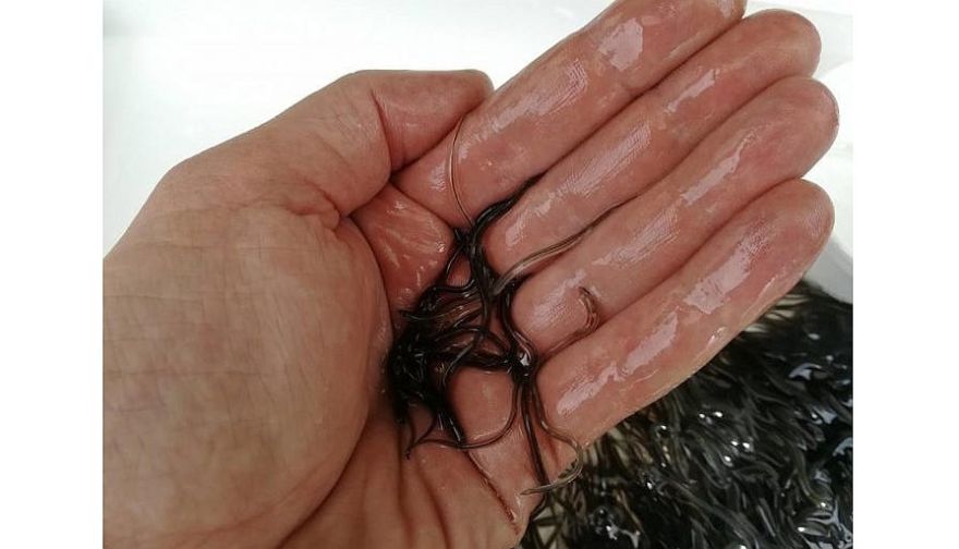 Lielajā un Mazajā Baltezerā ielaisti stikla zušu mazuļi