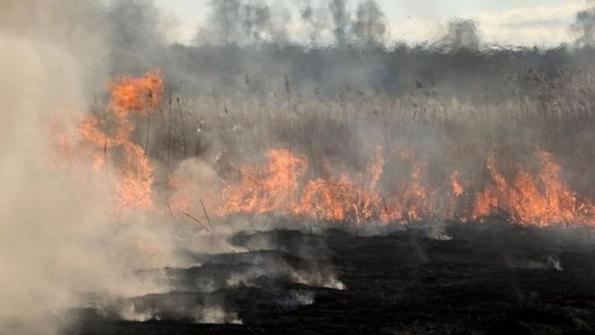 Attēls rakstam: Lielākais kūlas ugunsgrēks ceturtdien dzēsts Salaspils novadā