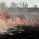 Attēls rakstam: Lielākais kūlas ugunsgrēks ceturtdien dzēsts Salaspils novadā