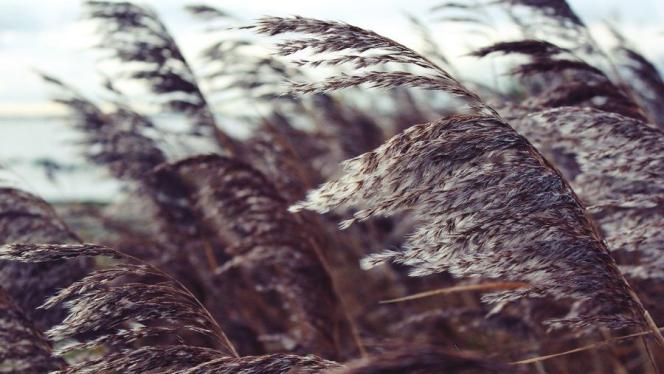 Attēls rakstam: Lieldienās iespējams brāzmains vējš un nokrišņi