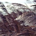 Attēls rakstam: Lieldienās iespējams brāzmains vējš un nokrišņi