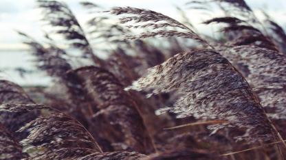 Attēls rakstam: Lieldienās iespējams brāzmains vējš un nokrišņi