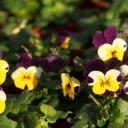 Attēls rakstam: Lieldienās Latvijā kļūs nedaudz siltāks, bet iespējami nokrišņi