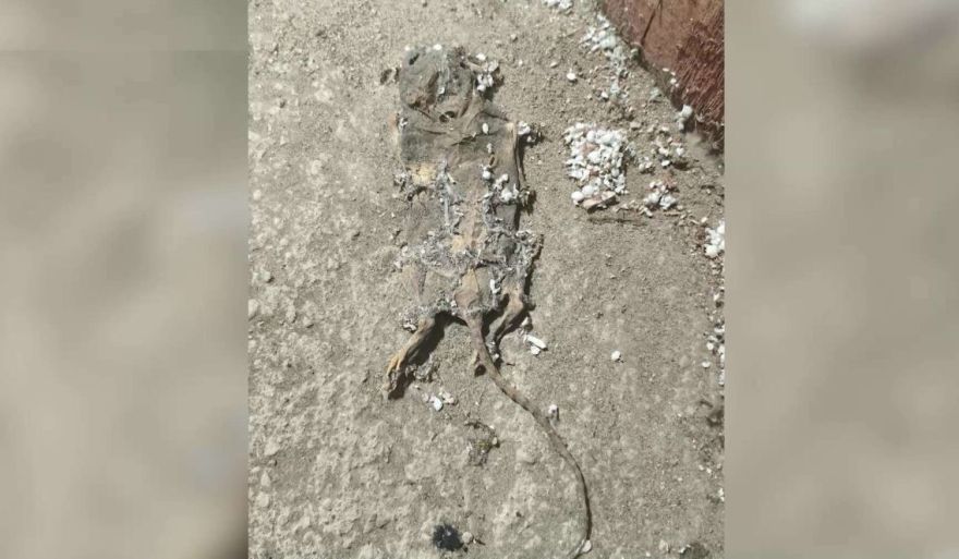 Līķi mājas pagrabā. Vangažu iedzīvotāji sūdzas par neciešamu smaku