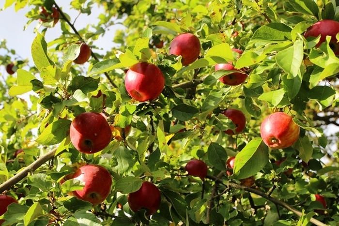 LLKC: Šogad Latvijā ievāktā ābolu raža pavasarī varētu izbeigties agrāk