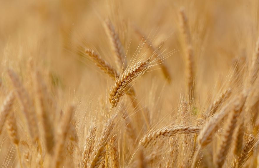 LOSP: Latvijā ir ļoti liels bioekonomikas attīstības potenciāls