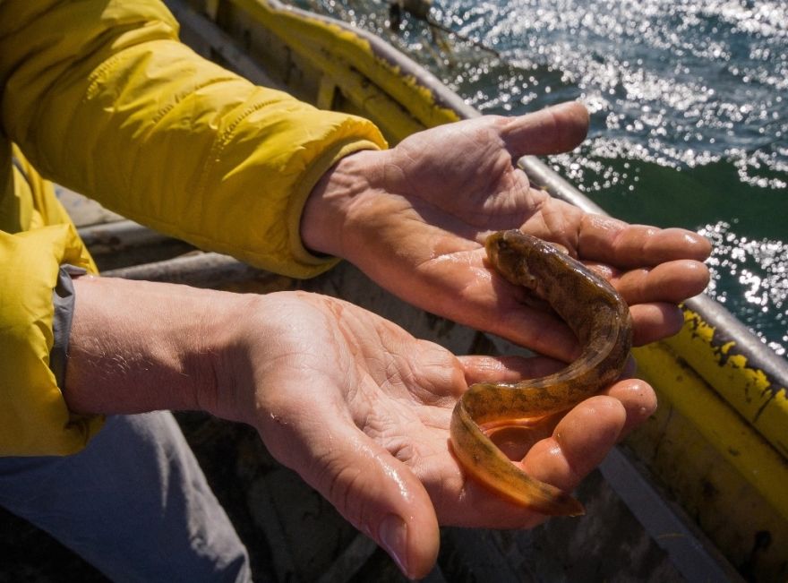 Lucītis uzdod toni – cenas aug, piedāvājums samazinās