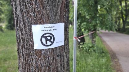 Attēls rakstam: “Lūdzu, dariet kaut ko, lai Babītes liepas paliktu dzīvas!” Iedzīvotājs ceļ trauksmi par projektu pie Babītes stacijas