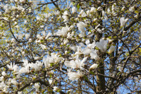 FOTO: LU Botāniskajā dārzā krāšņi zied magnolijas