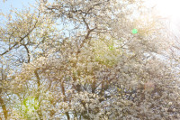 FOTO: LU Botāniskajā dārzā krāšņi zied magnolijas