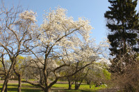 FOTO: LU Botāniskajā dārzā krāšņi zied magnolijas