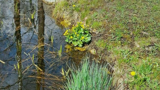 Attēls rakstam: Maija sākumā iespējams vasarīgi silts laiks