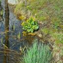 Attēls rakstam: Maija sākumā iespējams vasarīgi silts laiks