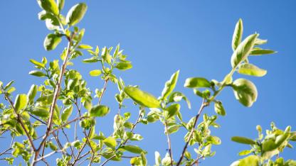 Attēls rakstam: Maijs Latvijā solās būt siltāks nekā ierasts