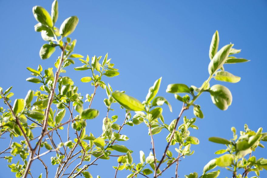 Maijs Latvijā solās būt siltāks nekā ierasts