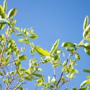 Attēls rakstam: Maijs Latvijā solās būt siltāks nekā ierasts