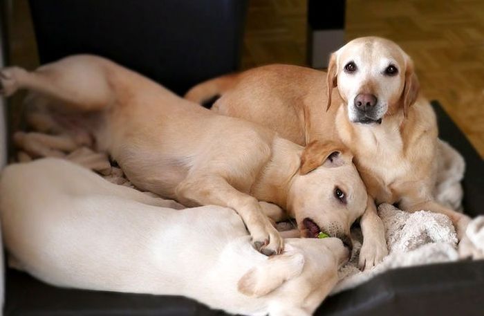 Mājdzīvniekus turpmāk varēs reģistrēt tikai pie veterinārārstiem