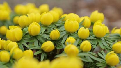 Attēls rakstam: Marta beigās izzinošā pasākumā Salaspilī varēs iepazīt pavasara vēstnešus dārzā un dabā