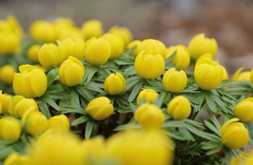 Marta beigās izzinošā pasākumā Salaspilī varēs iepazīt pavasara vēstnešus dārzā un dabā