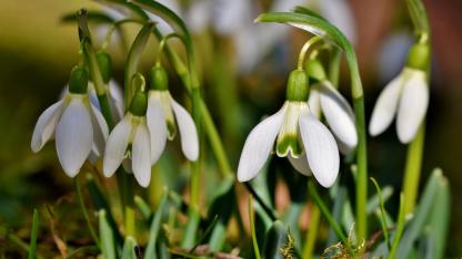 Attēls rakstam: Marta pirmo pusi prognozē sausu