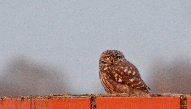 Mārupē novērots mājas apogs - pēdējoreiz Latvijā manīts pirms 24 gadiem ...