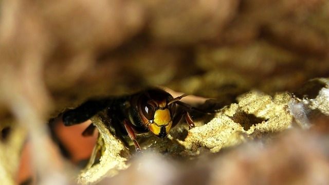 Mediķi trešdien slimnīcās nogādājuši deviņus kukaiņu sadzeltus un piecus pārkarsušus cilvēkus
