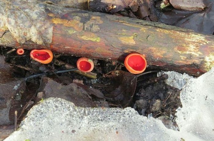 Meteoroloģiskais pavasaris, iespējams, iestāsies jau februāra pirmajā pusē