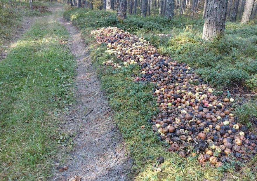 “Mežs nav jūsu atkritumu izgāztuve!” Piņķu un Babītes iedzīvotājus sadusmo mežmalā izbērta ābolu kaudze
