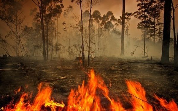 Mežs šogad visvairāk dedzis Rīgas apkārtnē