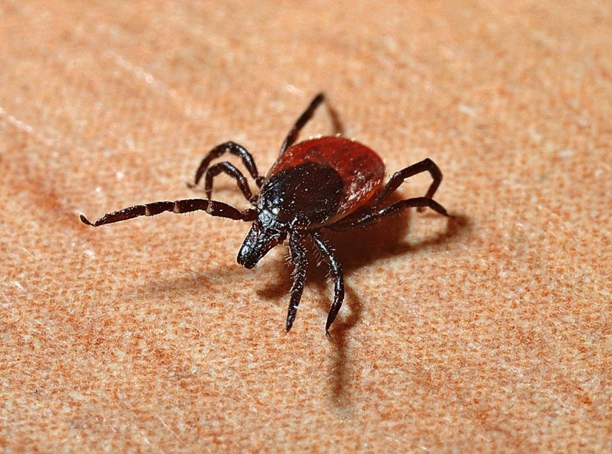 Mežsaimniecības inženiere: Siltā ziema ir labvēlīga kaitēkļu attīstībai