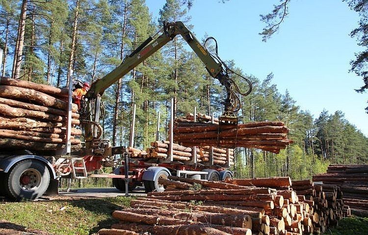 Mežu cirsmu platības pērn Latvijā samazinājās par 30%