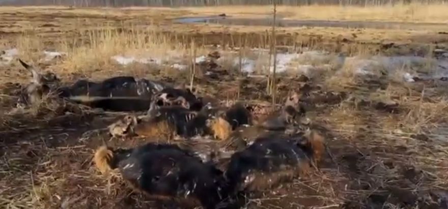 Ministrs pieprasa skaidrojumu par iespējamu nolaidību Dunduru pļavās